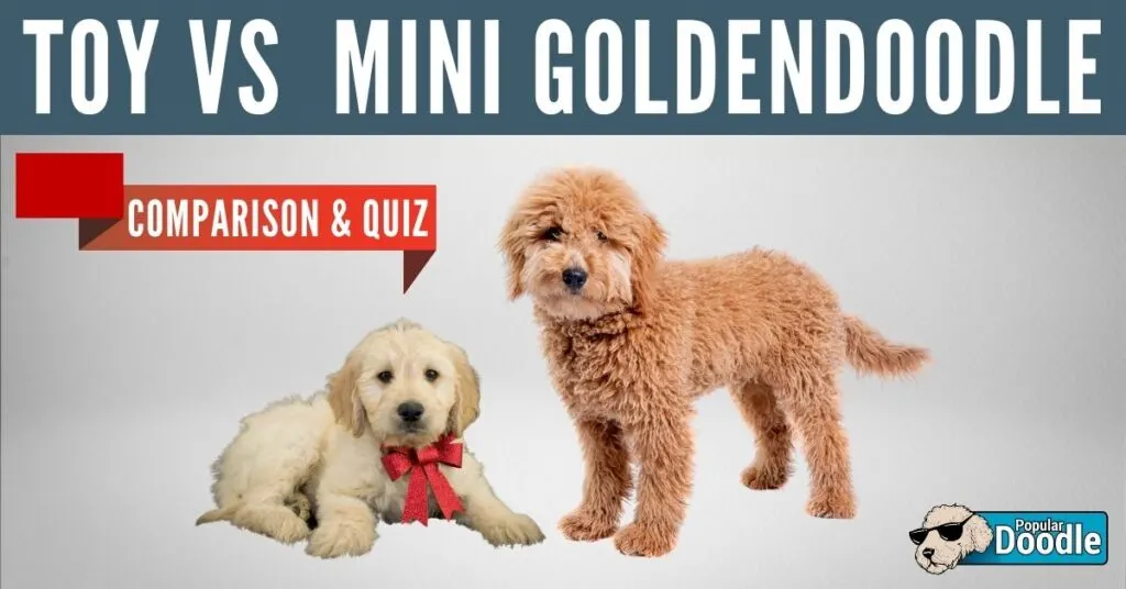 toy-vs-mini-goldendoodle