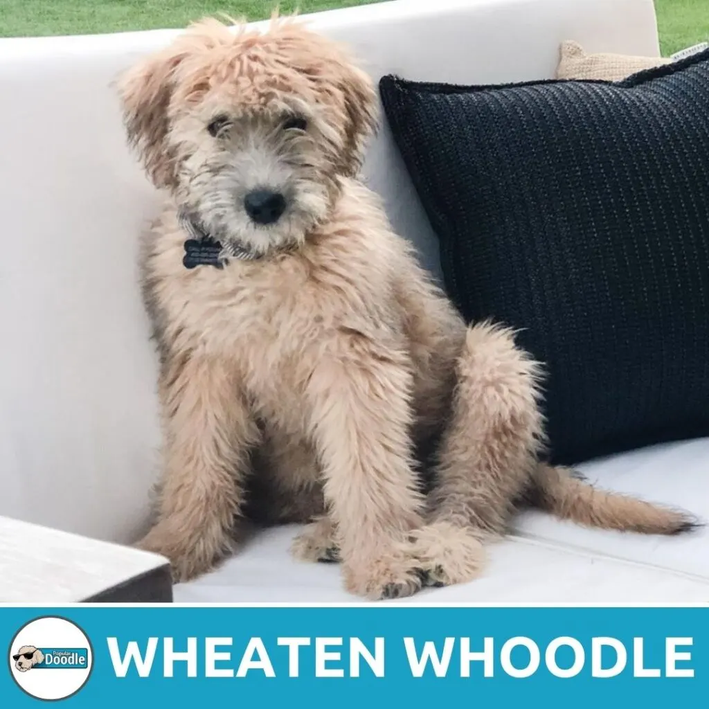cream or wheaten color whoodleP