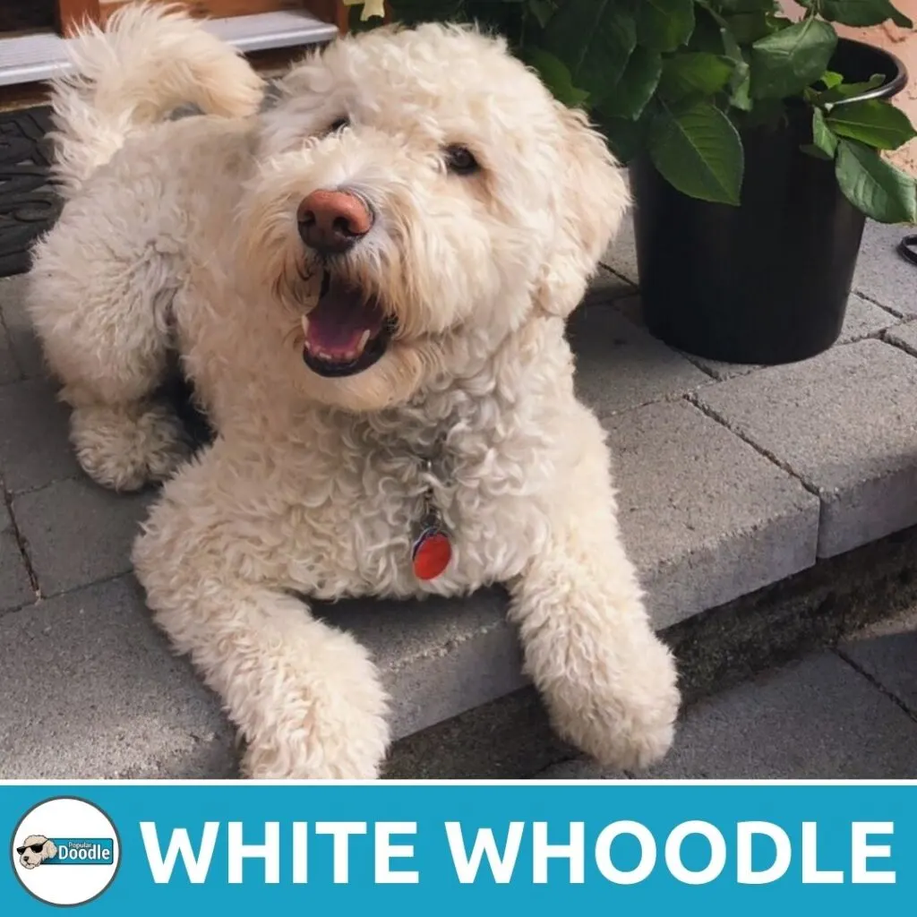 white whoodle