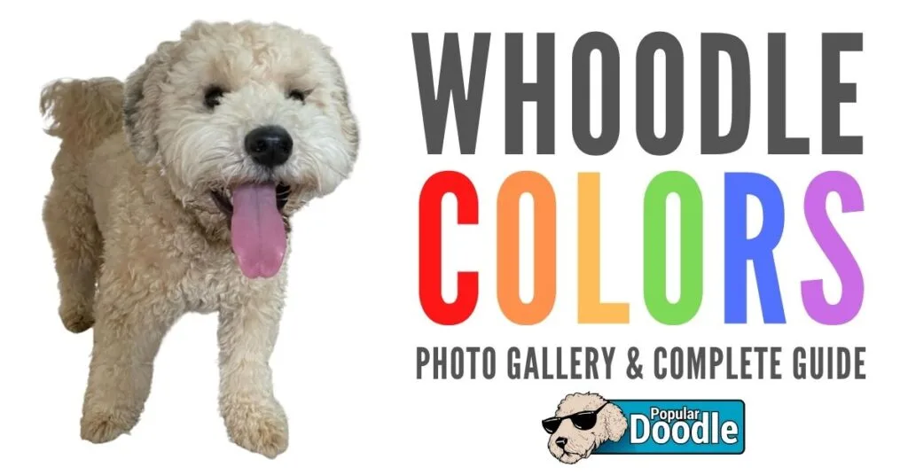 whoodle-colors