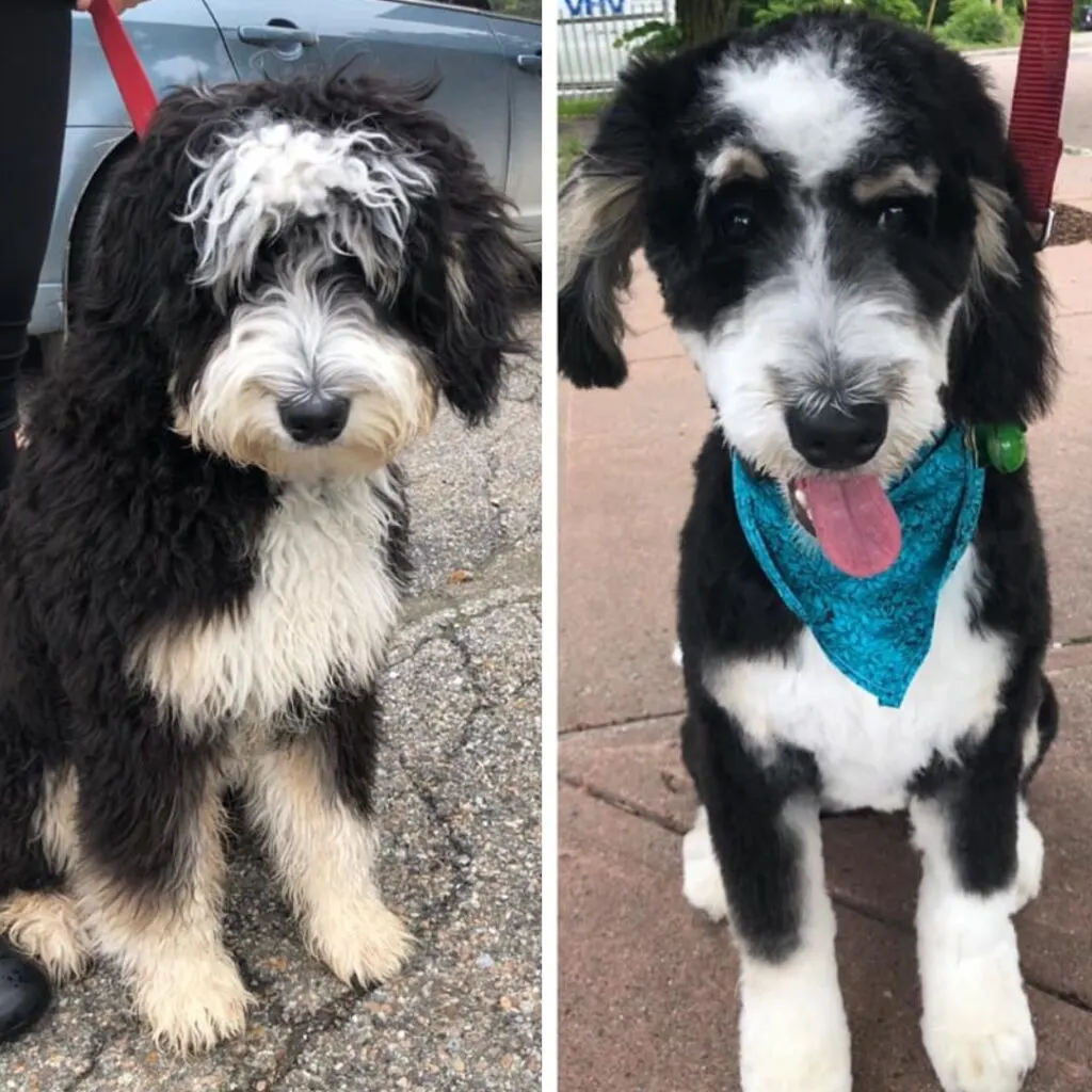 Short Bernedoodle Haircut Ideas: 20 Before and After Photos!