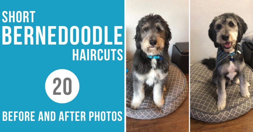 Short Bernedoodle Haircut Ideas: 20 Before and After Photos!