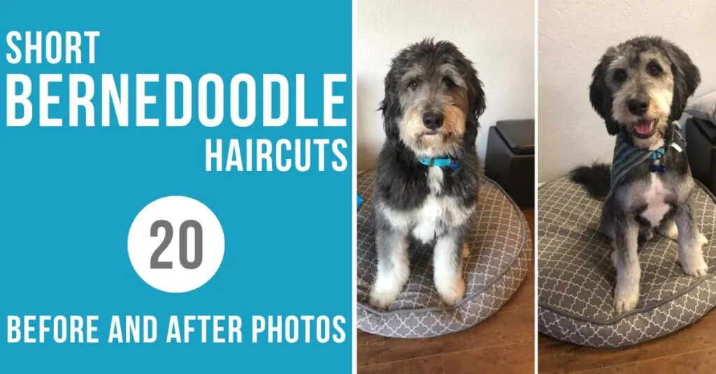 short-bernedoodle-haircuts