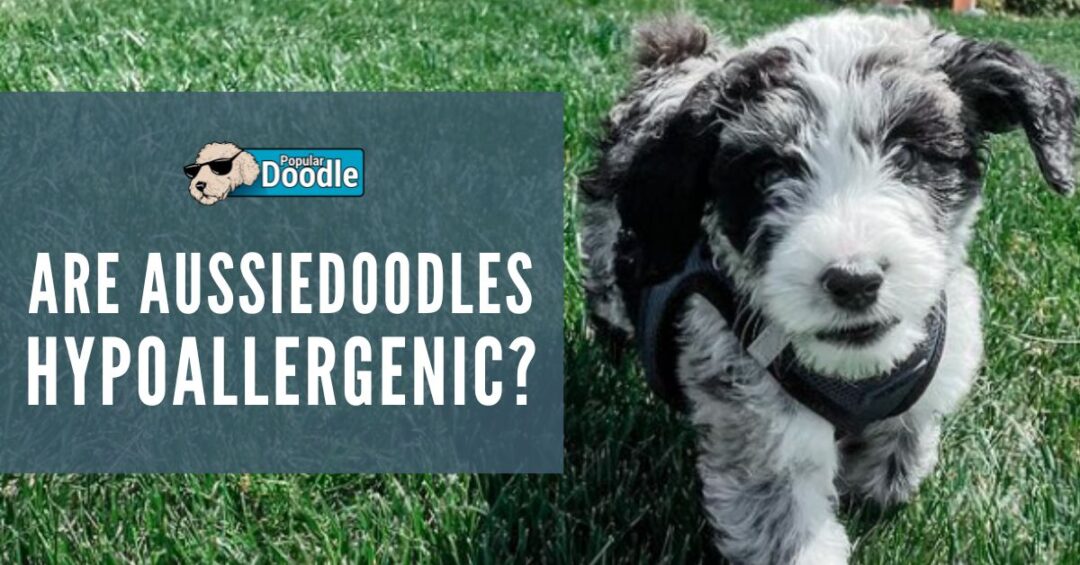 Are Aussiedoodles Hypoallergenic? (We Asked 37 Allergy Sufferers!)