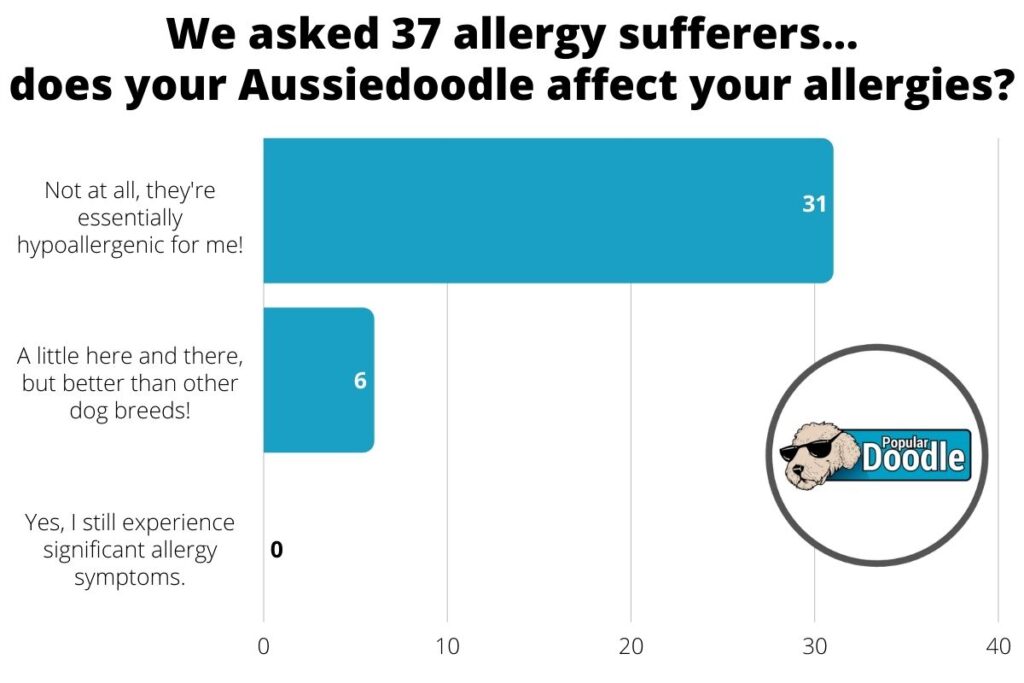 aussiedoodle allergies survey results