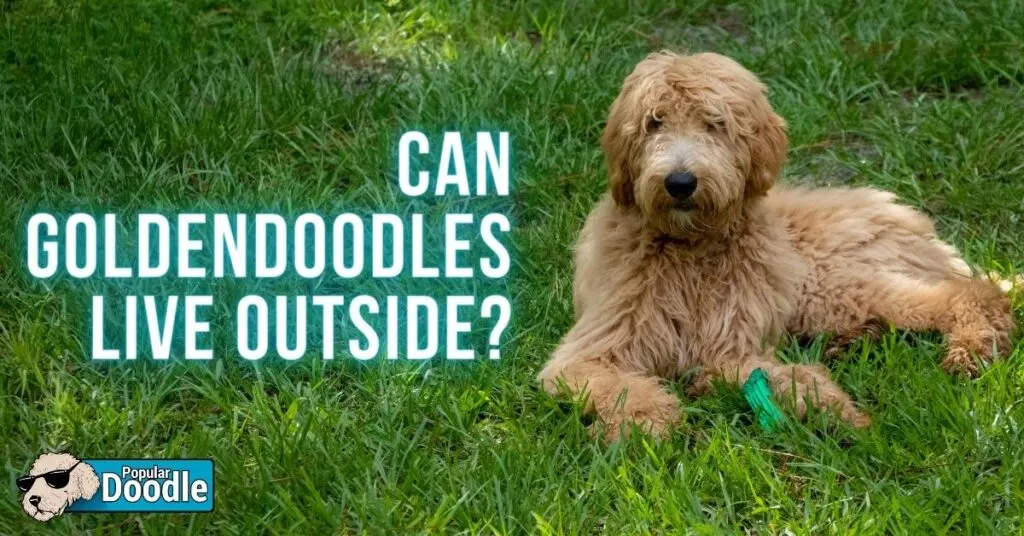 can-goldendoodles-live-outside