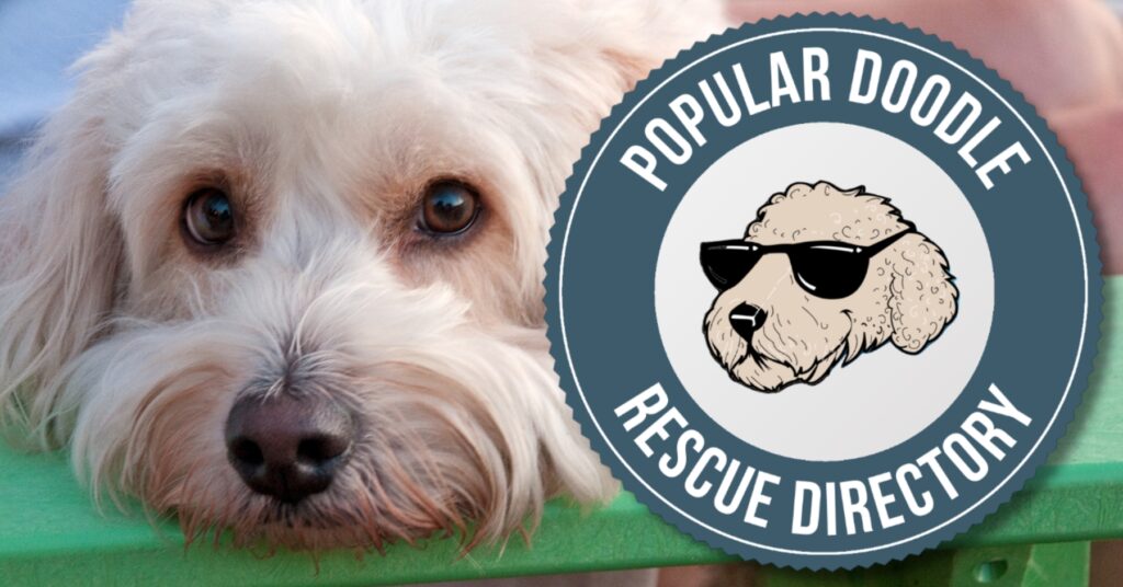 Cockapoo Rescue Directory: 10 REPUTABLE Adoption Organizations & Shelters