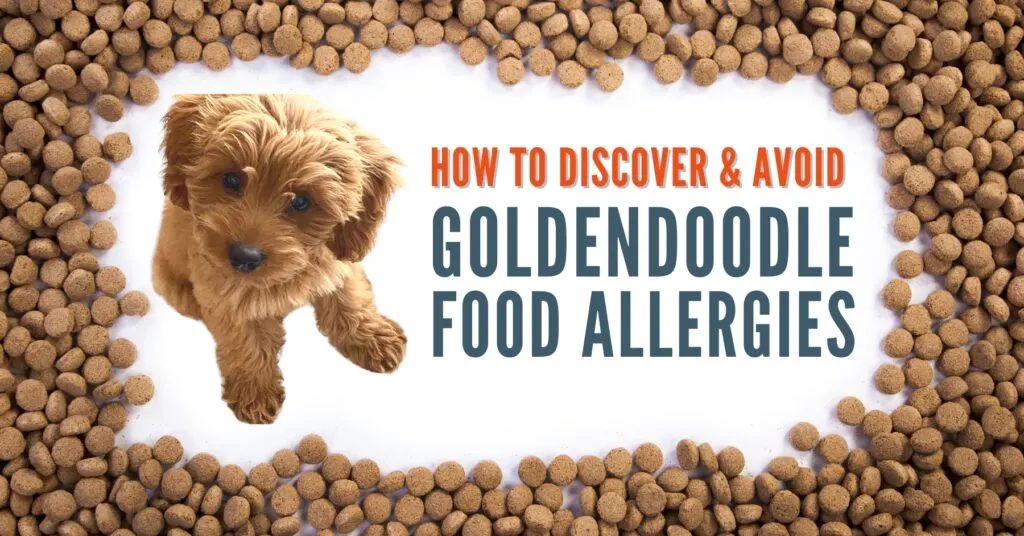 How to Discover & Avoid Goldendoodle Food Allergies (Veterinarian Advice!)