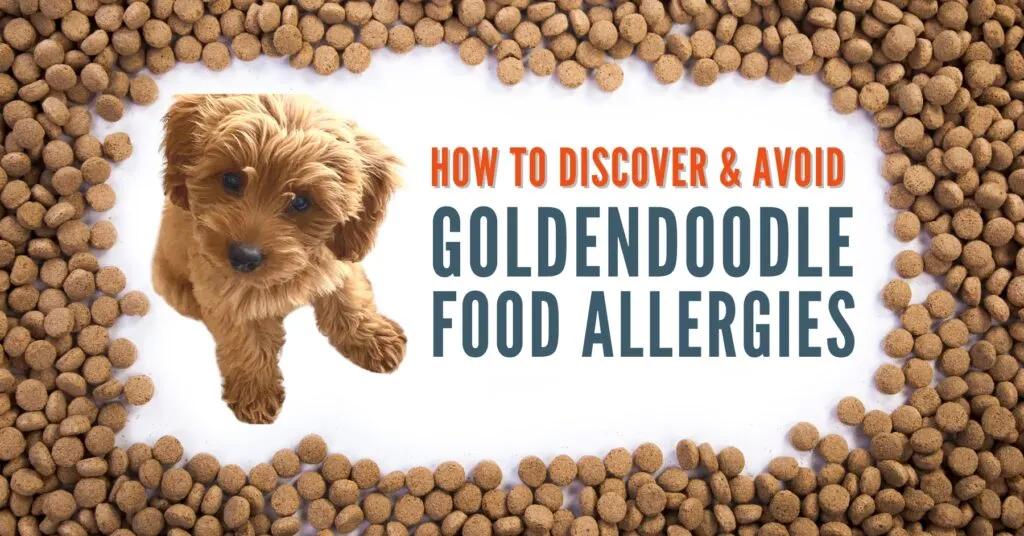 Goldendoodles store and allergies