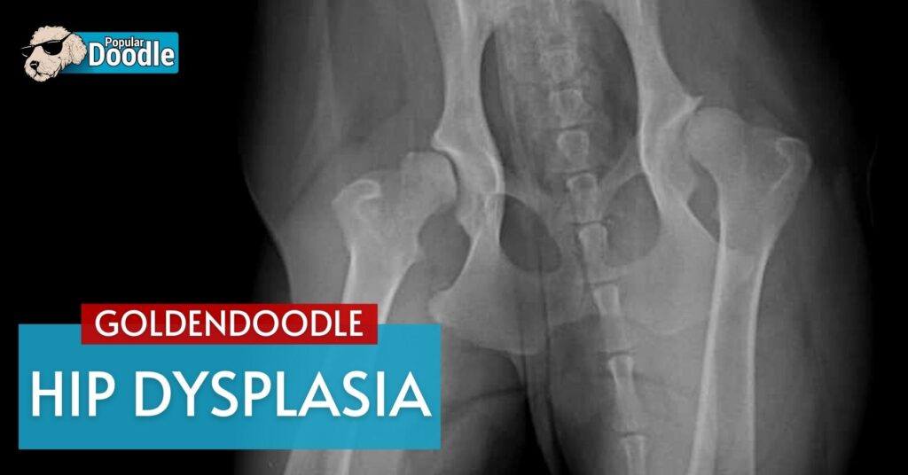 Are Goldendoodles Prone to Hip Dysplasia? (Advice from a Vet)