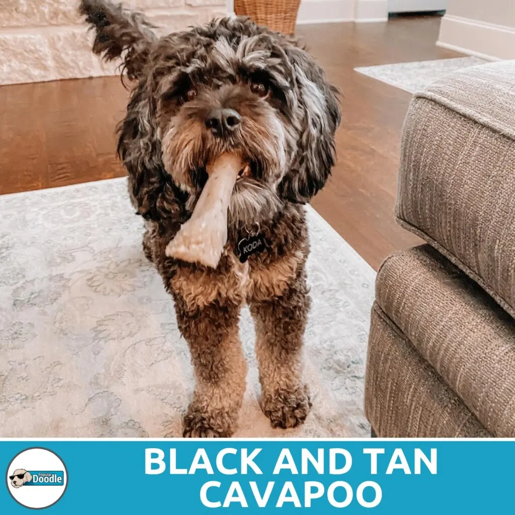 Black and hot sale tan cavapoo