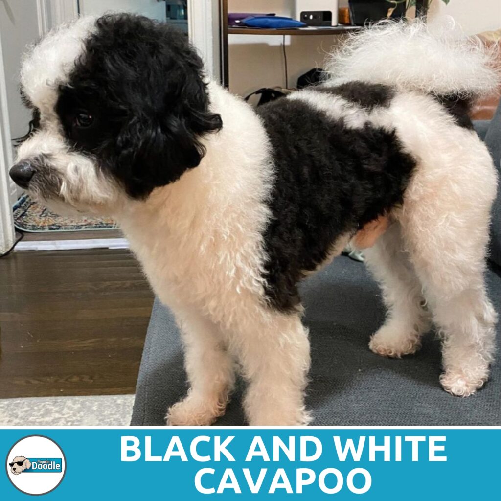 black and white parti cavapoo standing on a couch
