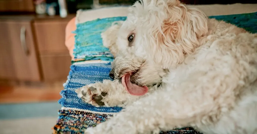 How to Stop Your Goldendoodle's Excessive Paw Licking