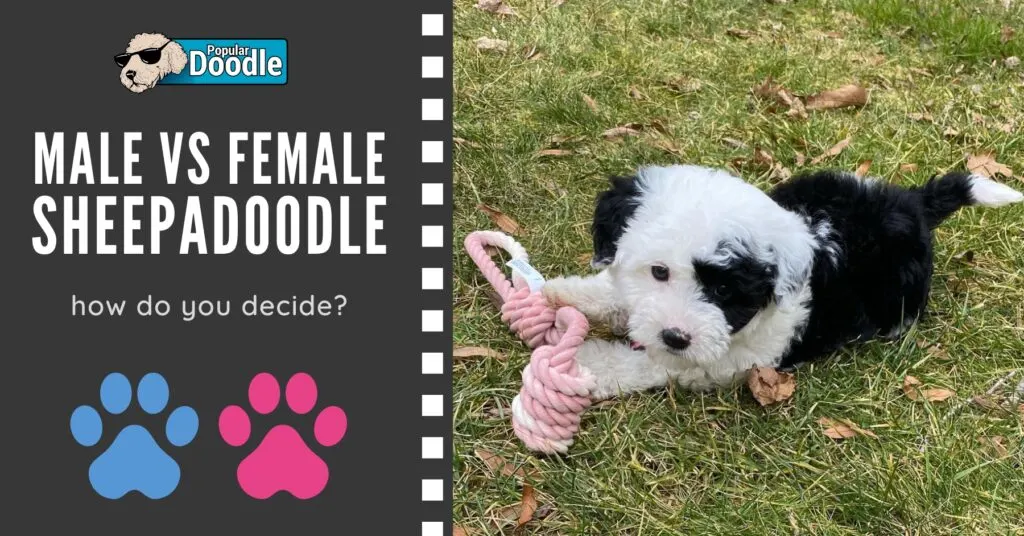 Male vs Female Sheepadoodle: How Do You Decide?