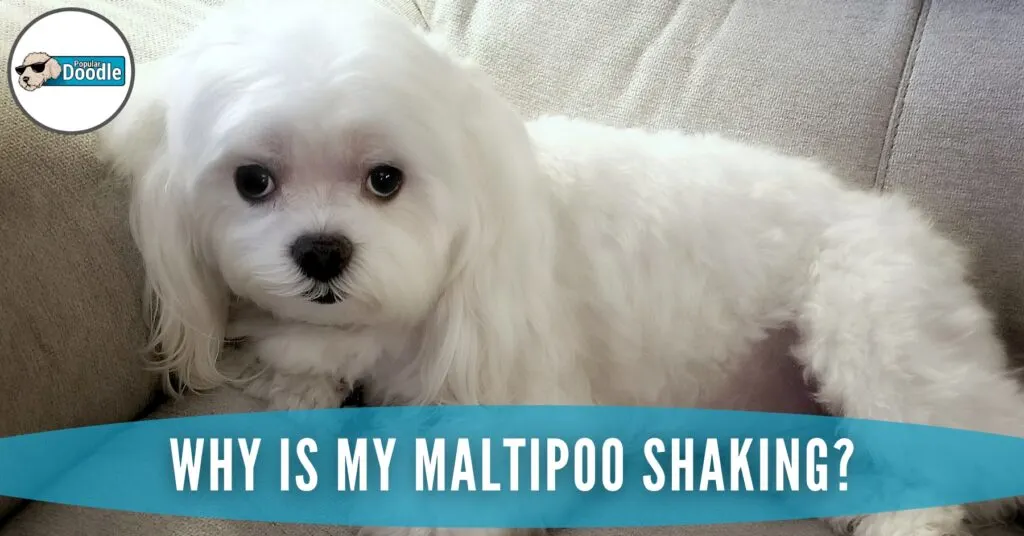 maltipoo-shaking