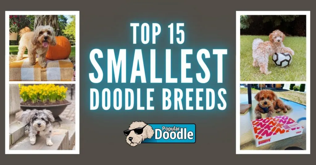 smallest doodle breeds and poodle mixes