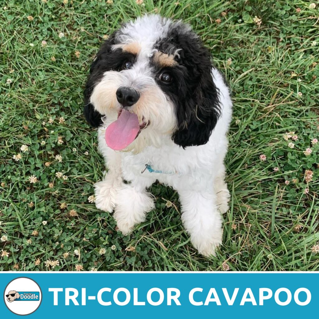 Jojo is a black, white, and tan tri-color Cavapoo.