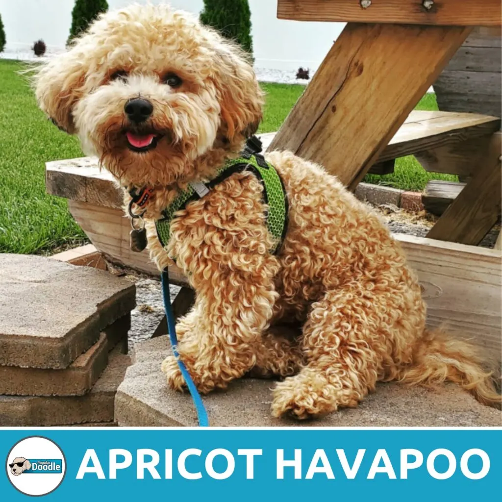 apricot havapoo