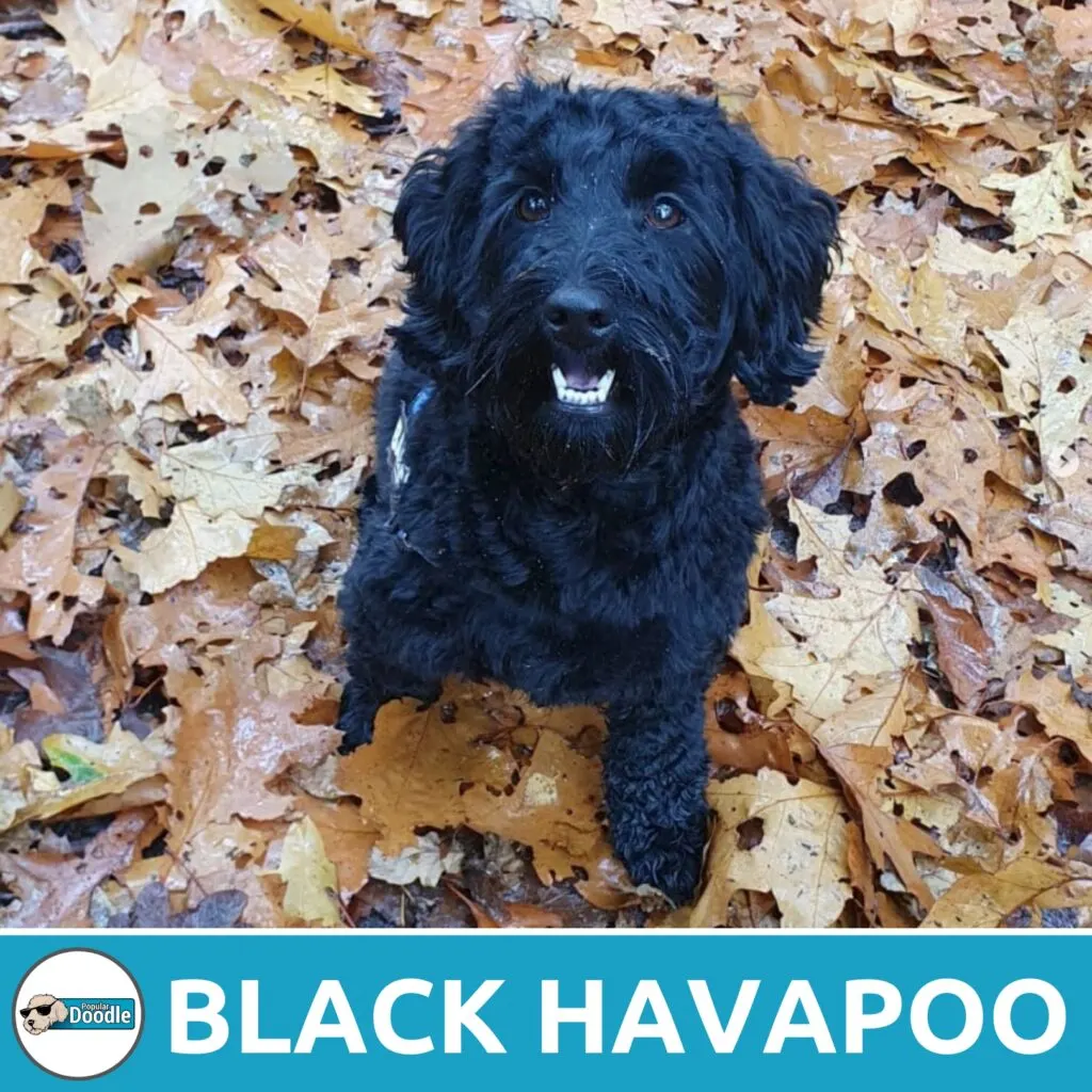 black havapoo