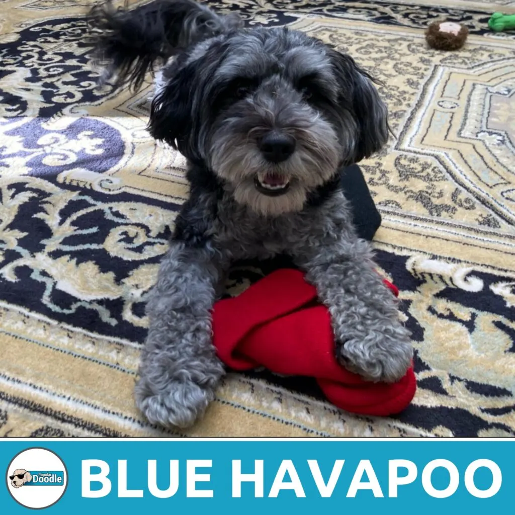 blue havapoo