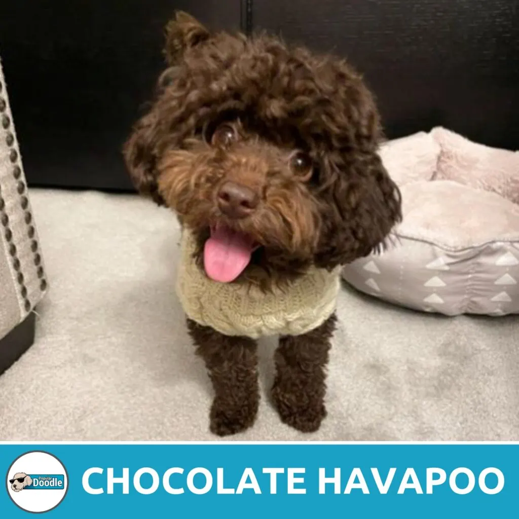 chocolate havapoo