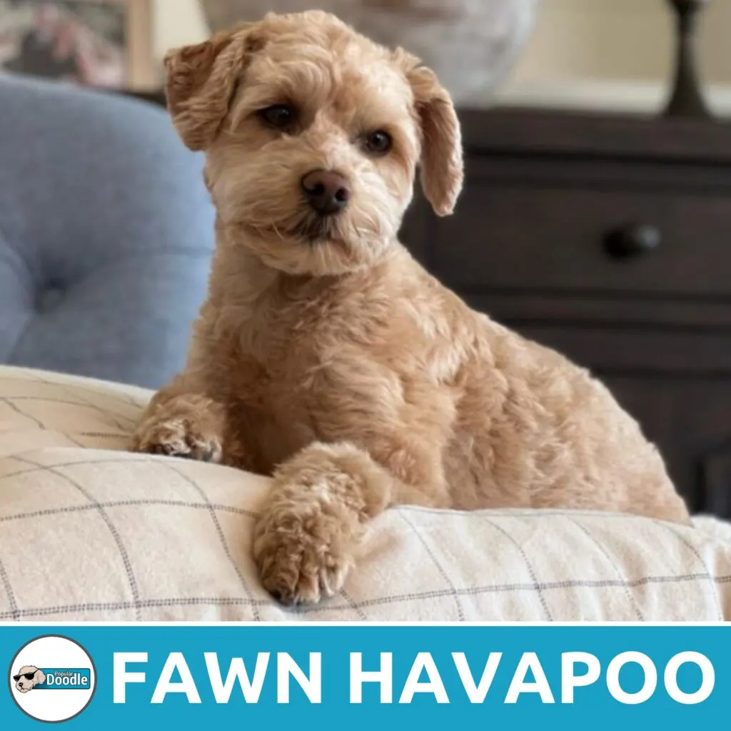 fawn havapoo