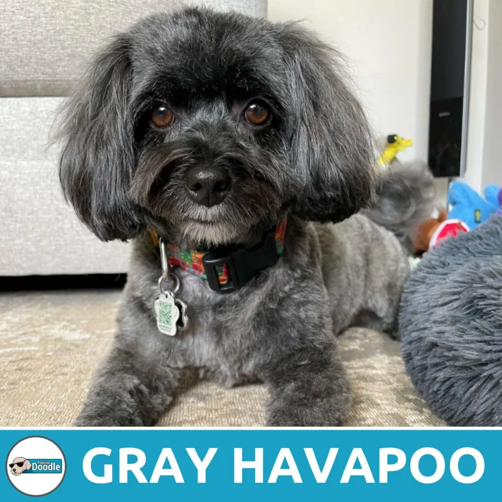 gray havapoo