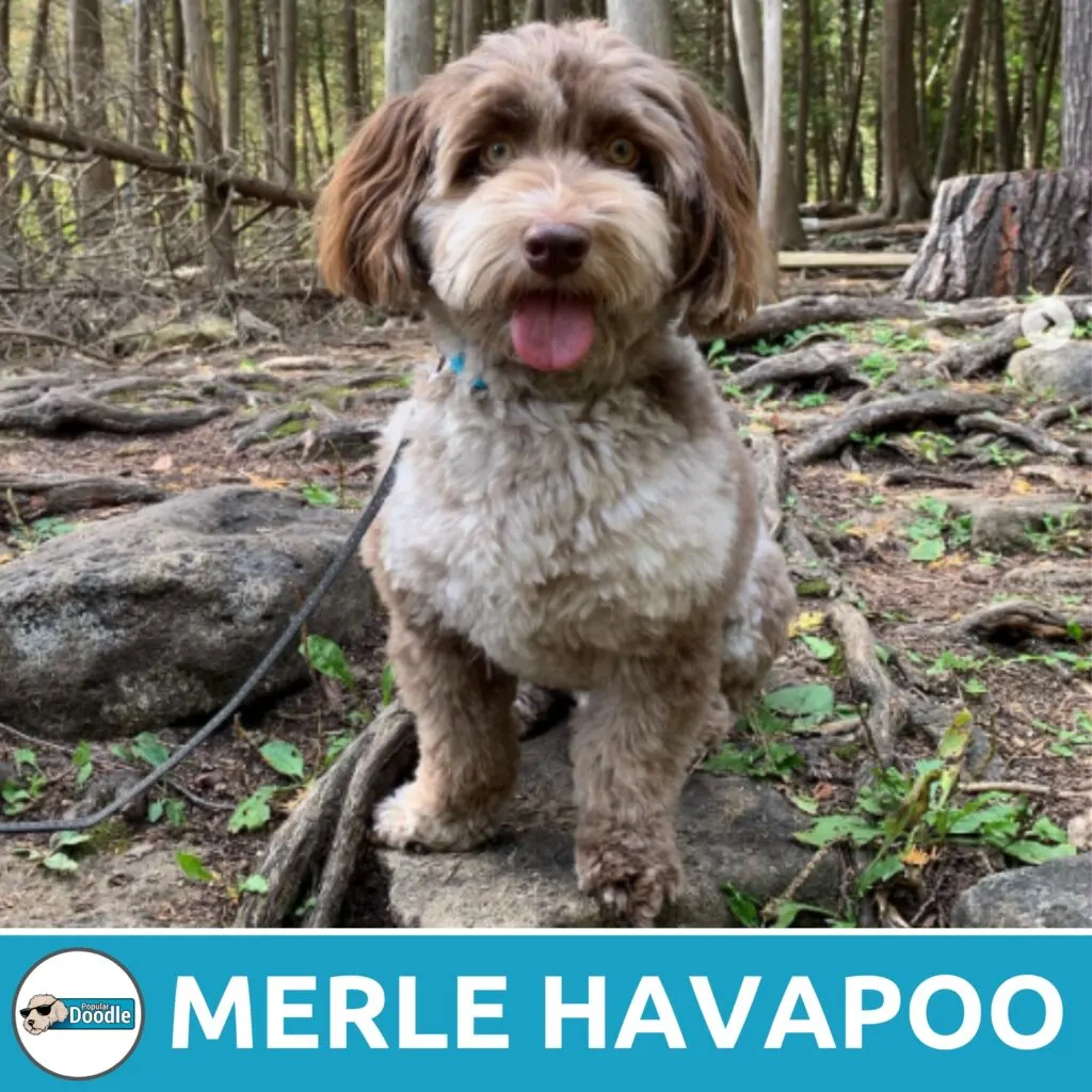 merle havapoo