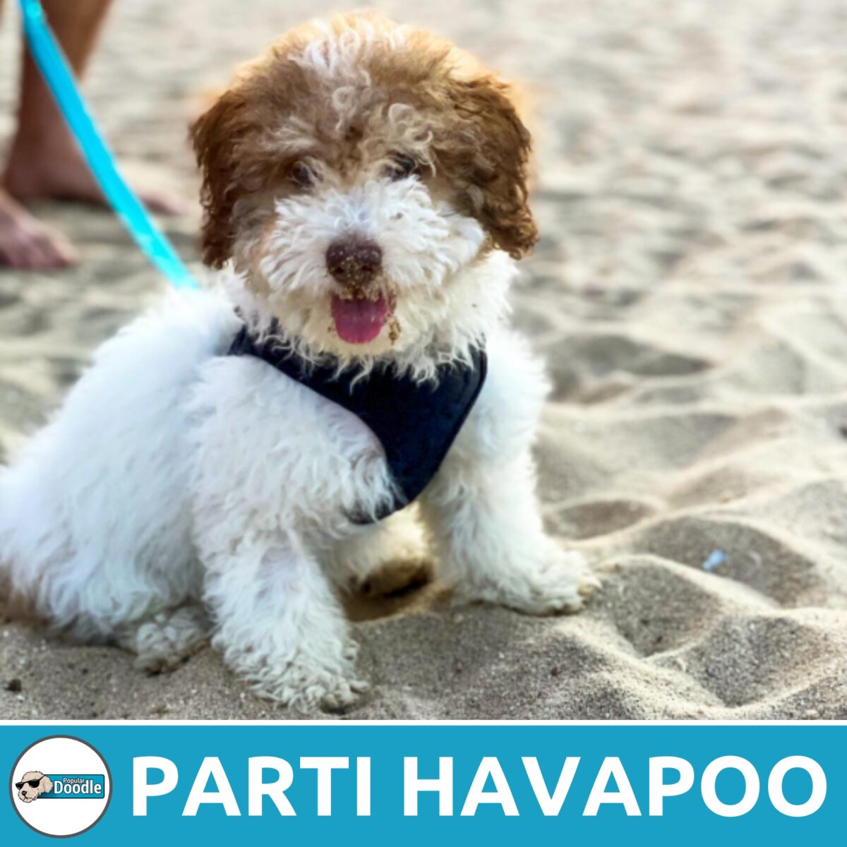 Havapoo Colors Photo Gallery & Complete Guide