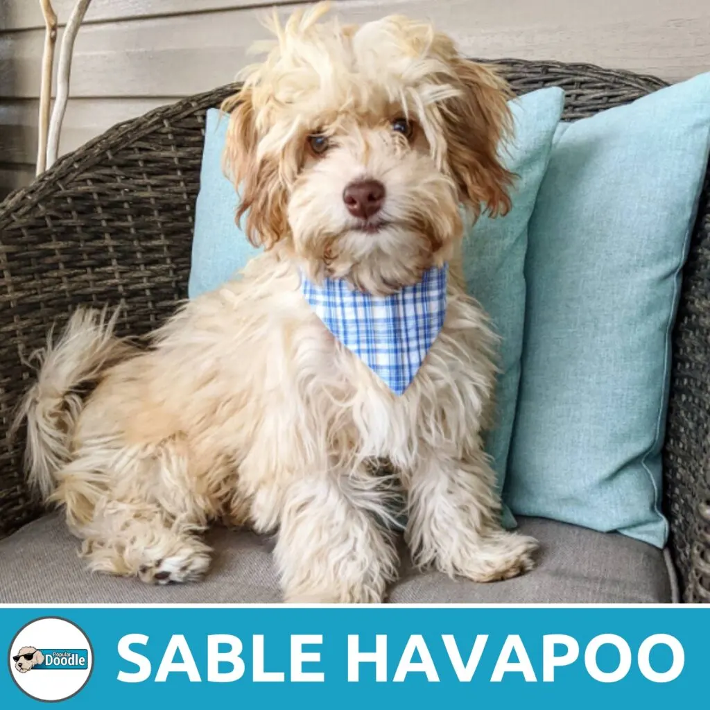 sable havapoo