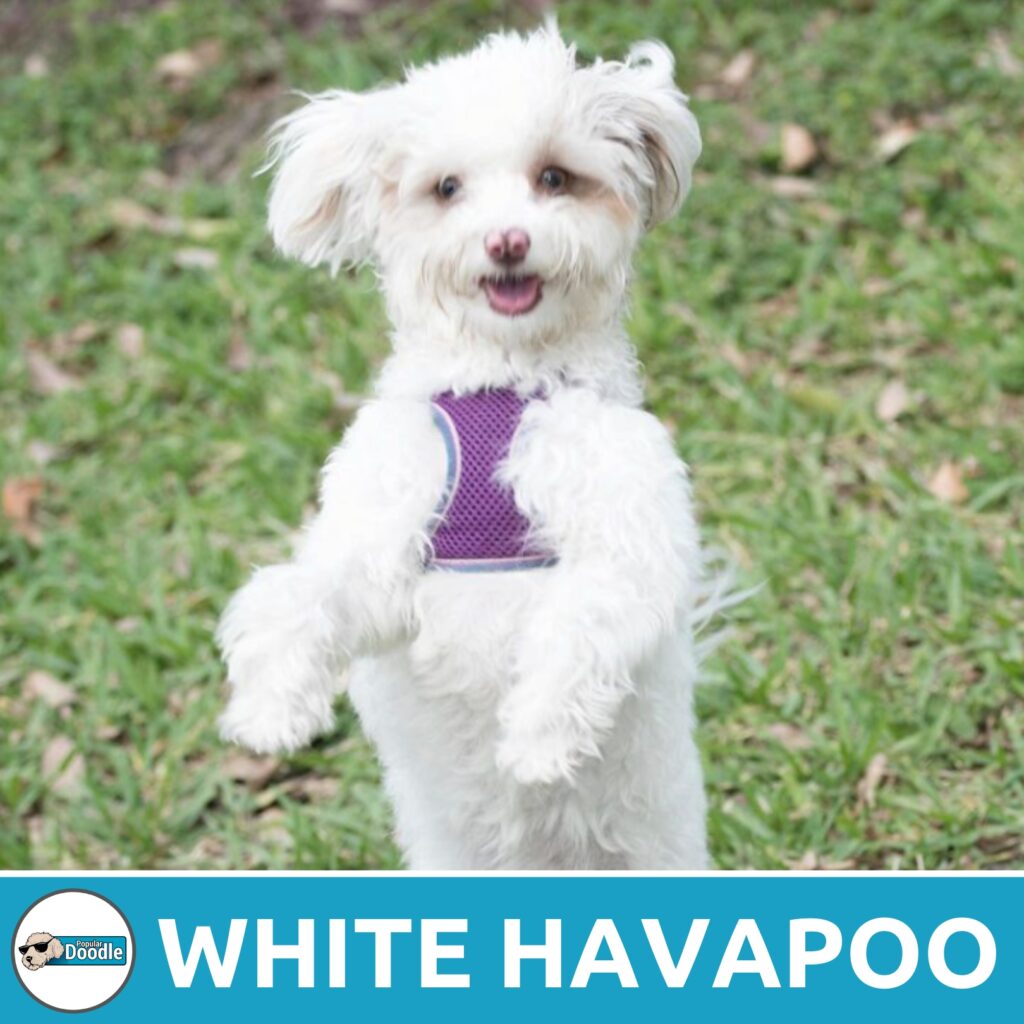 white havapoo