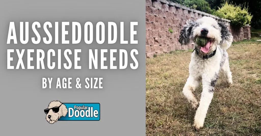 Aussiedoodle Exercise Needs by Age & Size
