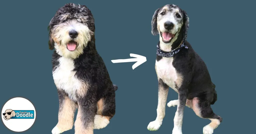 Shaving a Bernedoodle: 6 Things Your Groomer Wishes You Knew!