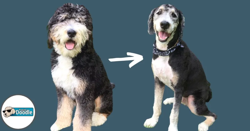 shaved-bernedoodle-@adognamedhumphrey