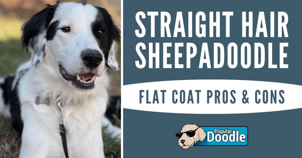Straight Hair Sheepadoodle: Should You Avoid a Flat Coat Dog?