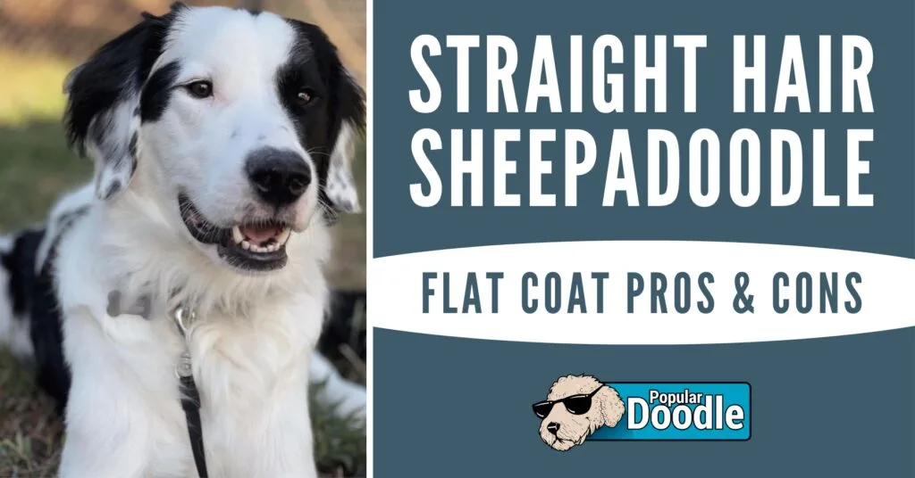 Best shampoo for outlet sheepadoodle