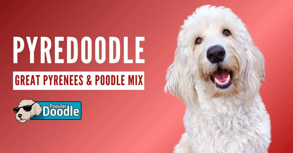 what poodle hybrid are best for children