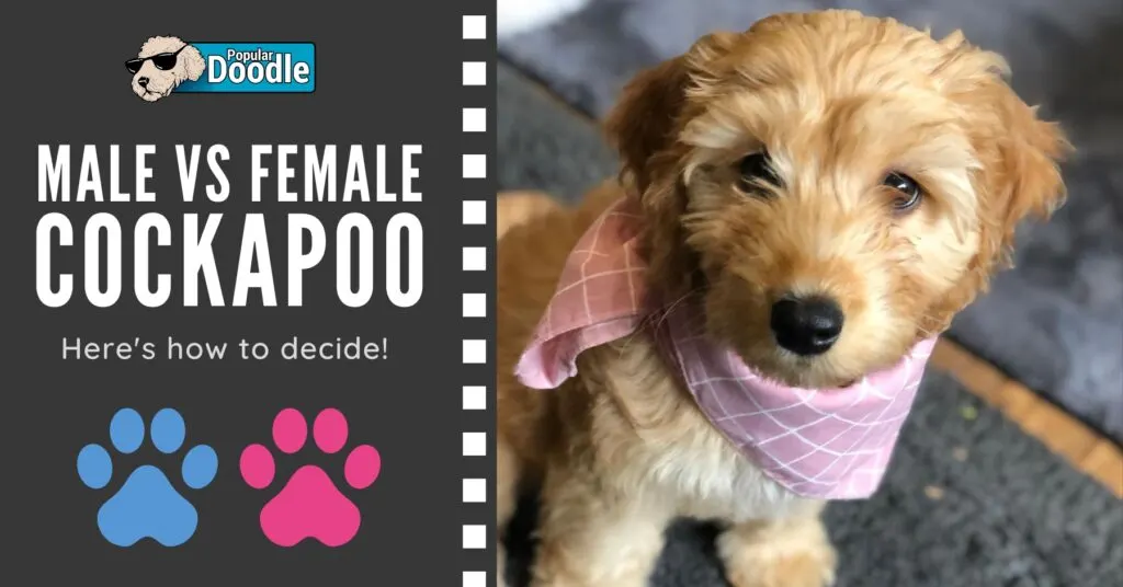 male-vs-female-cockapoo-@aura_the_cockapoo-on-IG