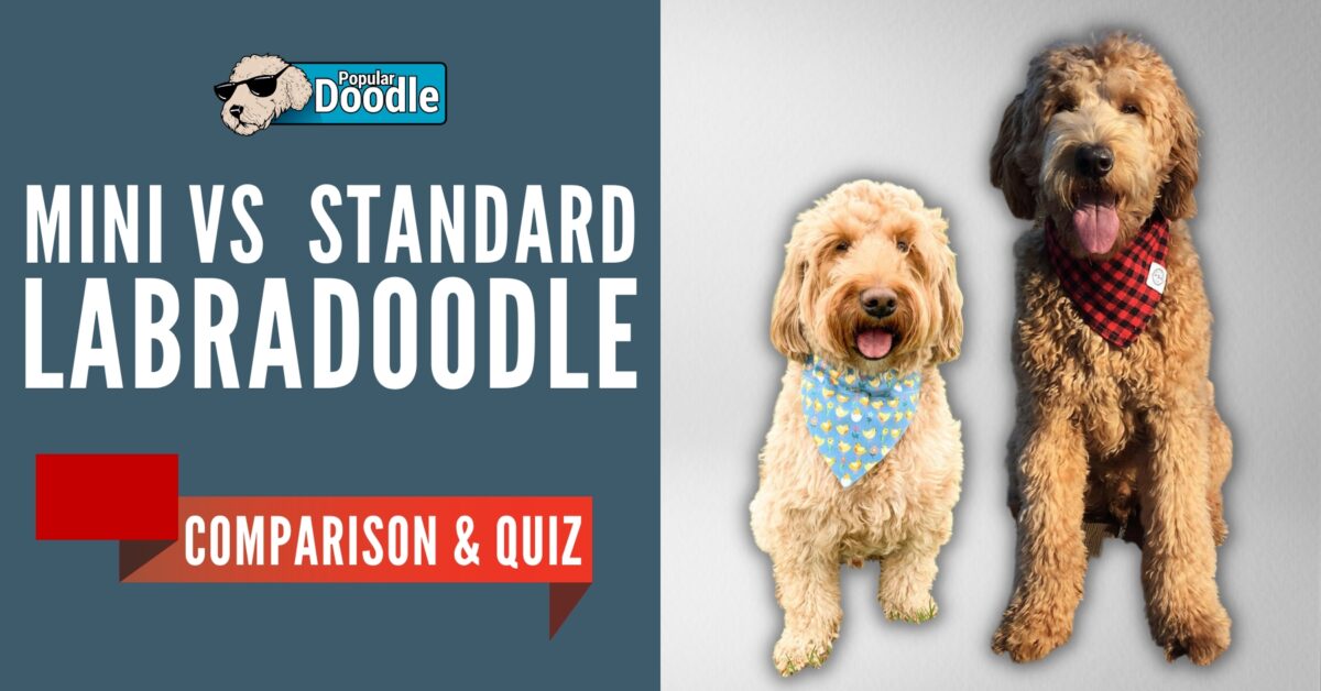 Labradoodle Health Issues 8 Common Labradoodle Health Problems to Look