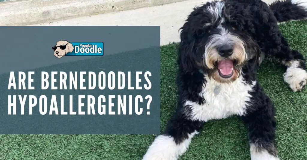 are-bernedoodles-hypoallergenic