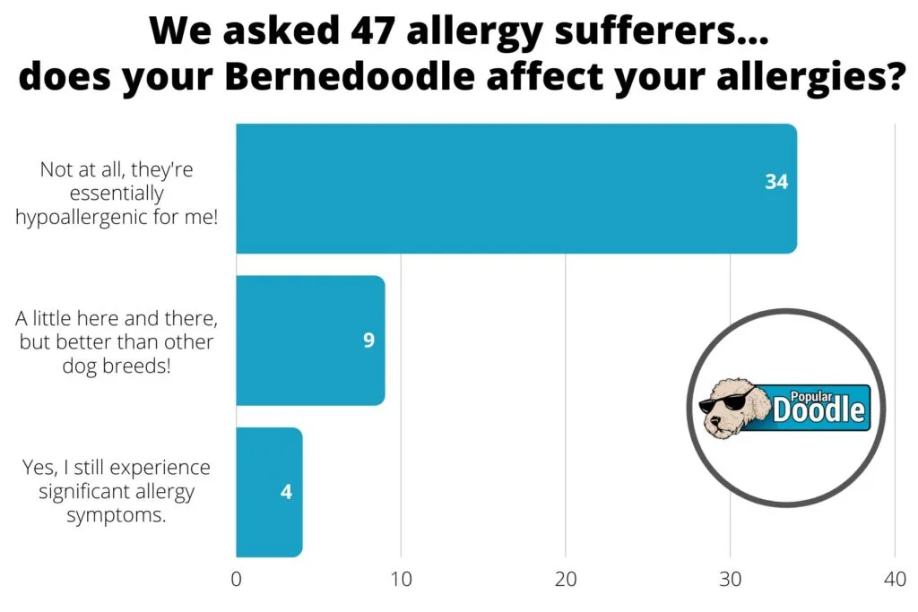 Survey of Bernedoodle owners with dog allergies.